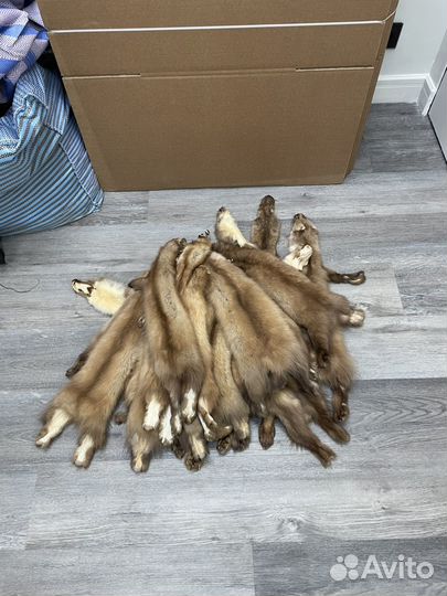 Шкурки куницы