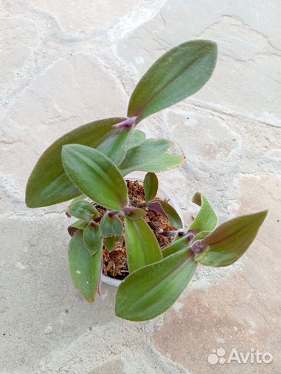 Растения комнатные разные, часть 2