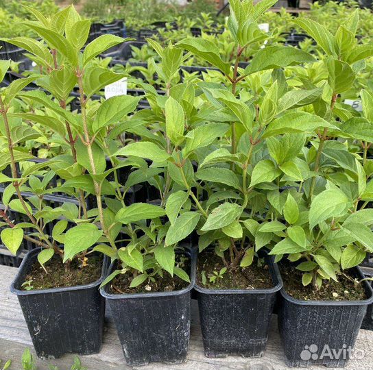 Метельчатая гортензия р9