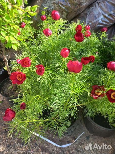 Пион степной