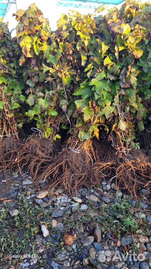 Черная смородина