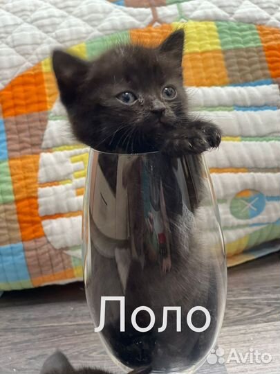 Кошечка мурлыка