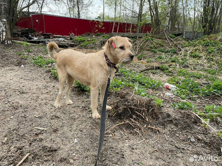 Девочка терьерчик небольшого роста