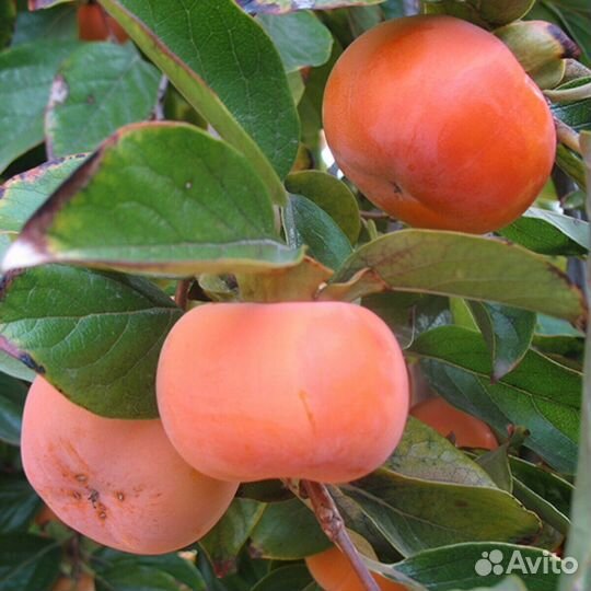 Саженцы хурмы