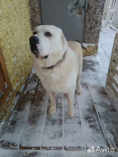 Алабай для вязки