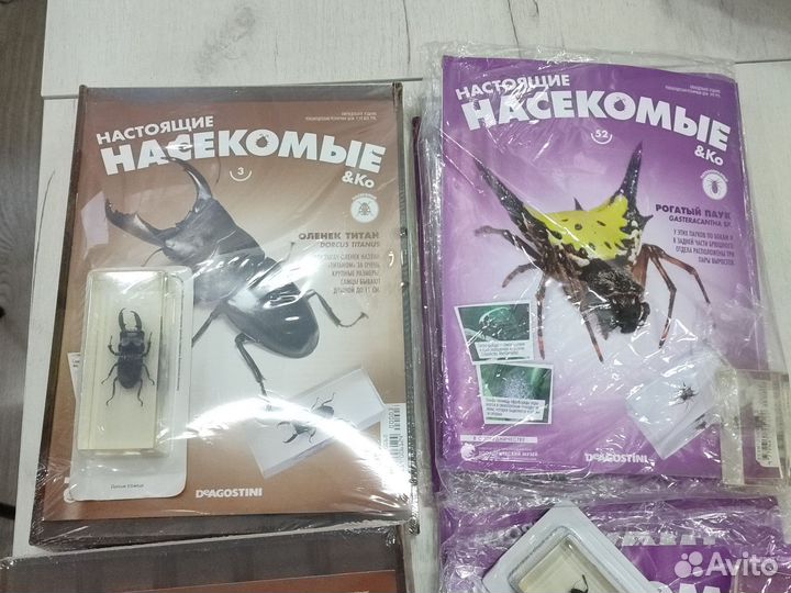 Настоящие насекомые