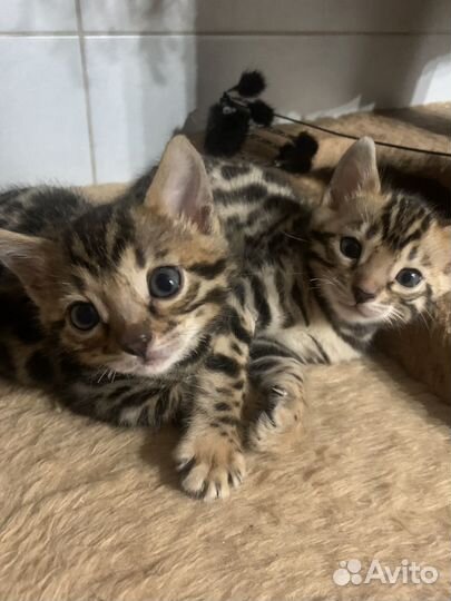 Бенгальские котята