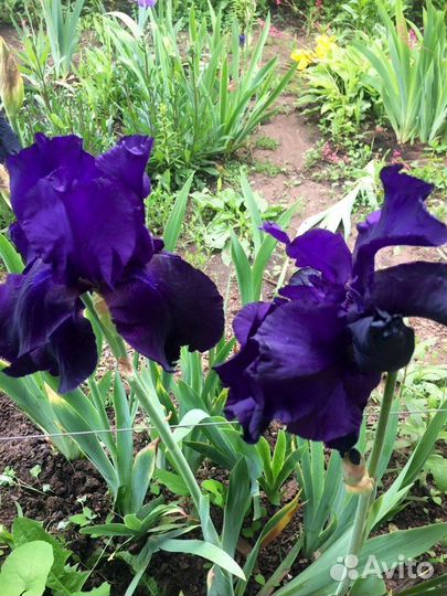 Ирисы бородатые