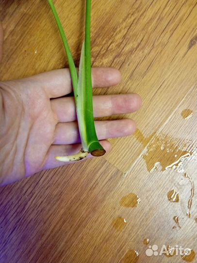 Монстера aurea splash макушка