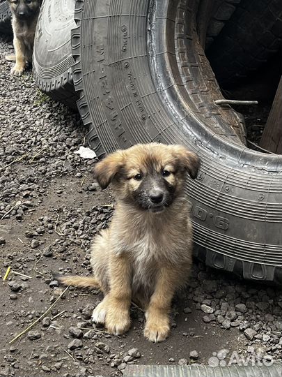 Щенок в добрые руки бесплатно