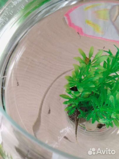 Аквариумные рыбки гуппи