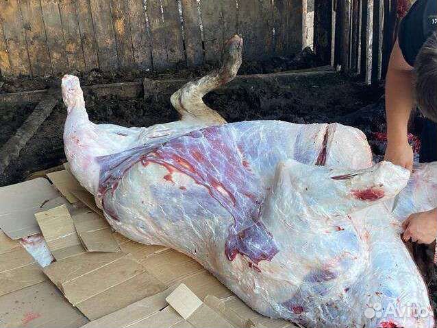 Продам мясо молодой говядины тёлки до 1,5 года