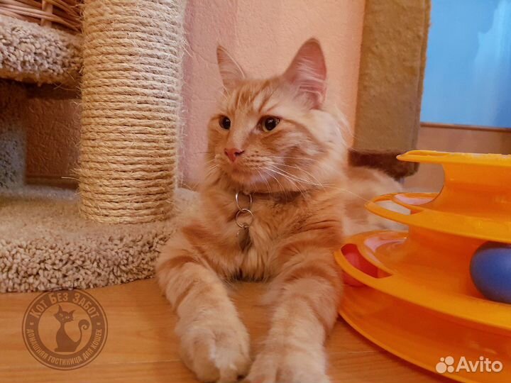 Уход за кошечкой на время отпуска, передержка