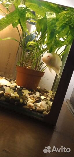 Снежный принц,самец