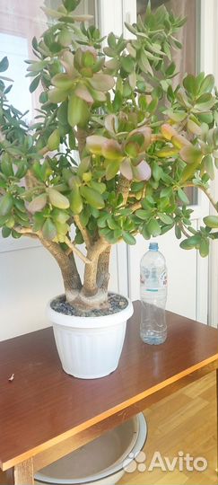 Денежное дерево. Толстянка