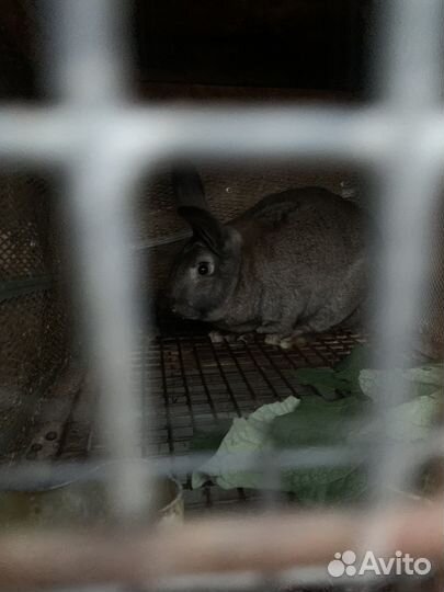 Кролики мясных пород