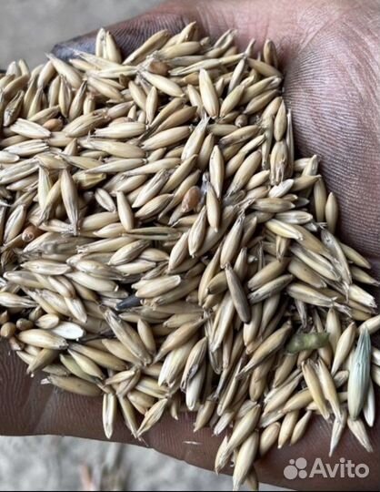 Продам овес, овёс