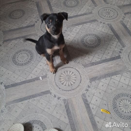 Собака в добрые руки отдам бесплатно
