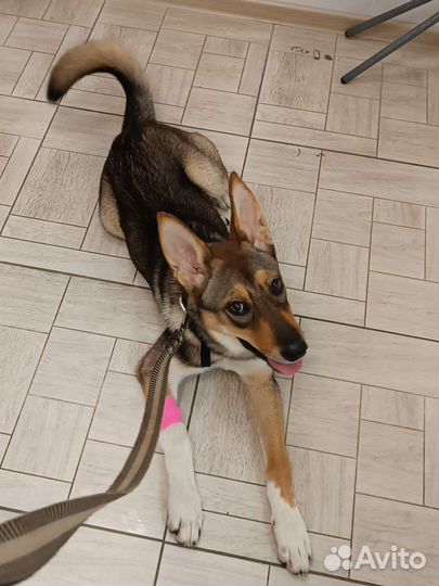 Отдам щенка в добрые руки собака