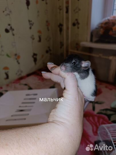 Крысята дамбо рекс