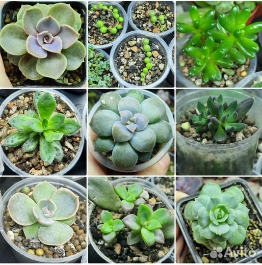 Суккуленты