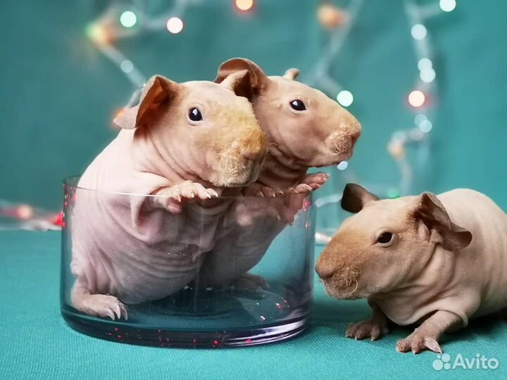 Морская свинка скинни(голые)