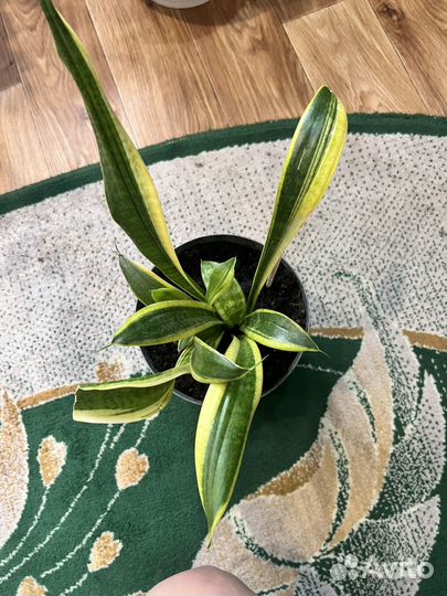 Сансевиерия