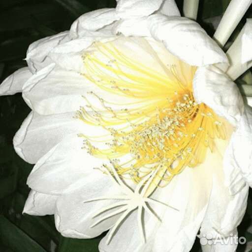 Марниера золотистосердцевинная, спатифилум