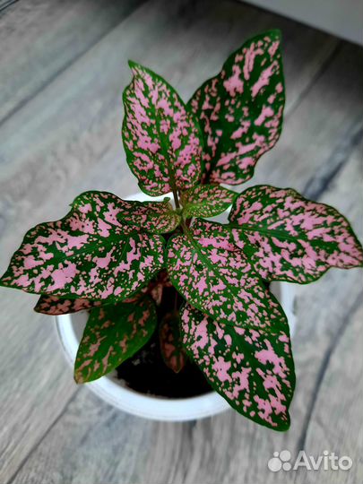 Комнатные цветы.Гипоэстес, Антуриум, Спатифиллум