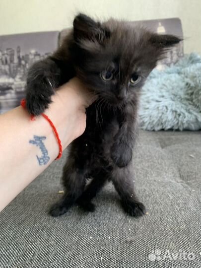 Котенок девочка