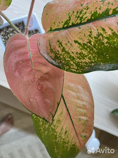 Аглаонема Sepia