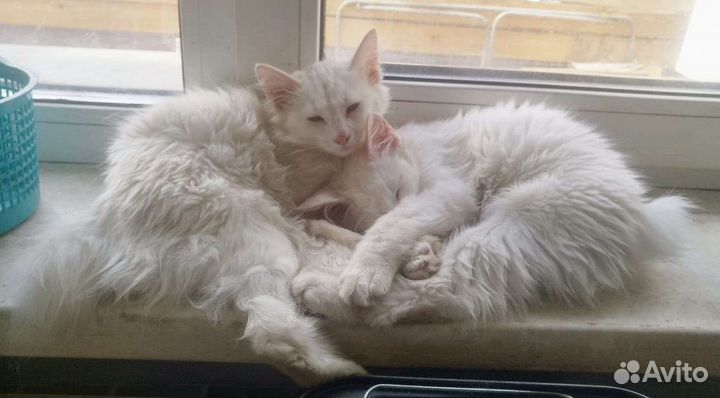 Котята курильского бобтейла