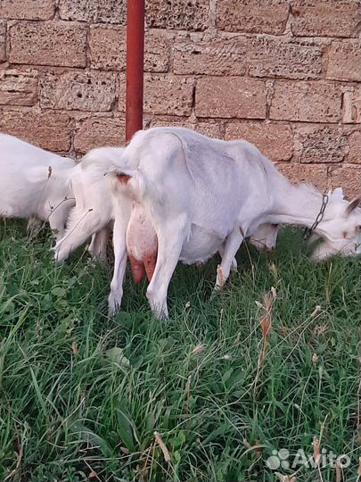 Коза дойная