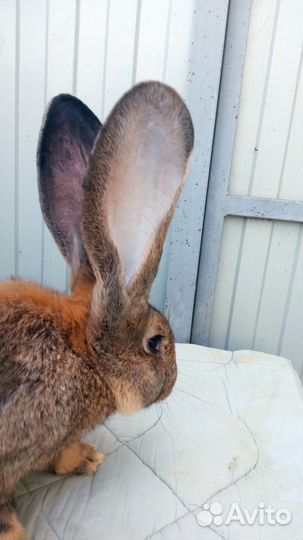 Кролики породы фландр-ризен