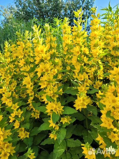 Вербена многолетняя