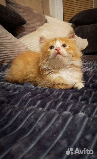 Котенок Солнышко 1,5 мес