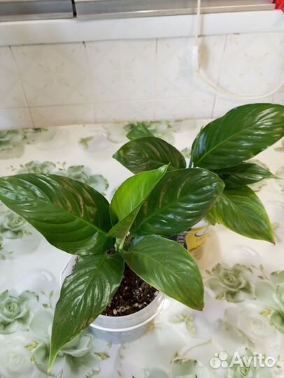 Спатифиллум