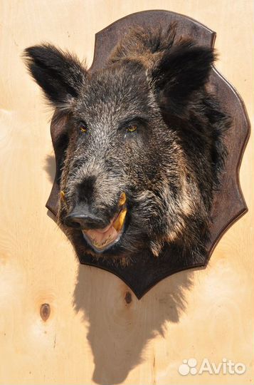 Чучело головы кабана