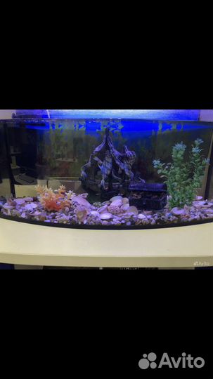 Все для аквариума