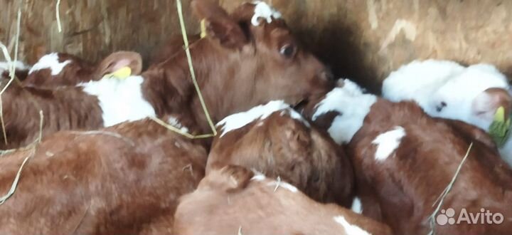 Телята доставка