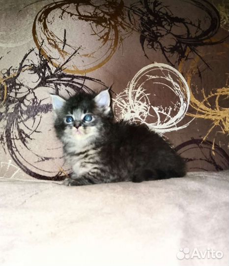 Мальчики и девочки