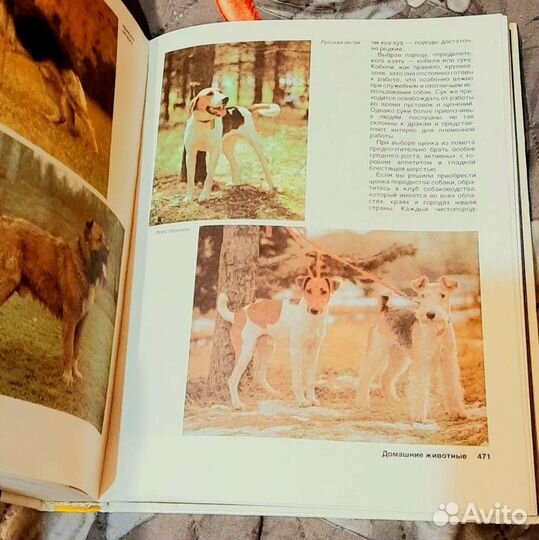 Р. Штильмарк Наследник из Калькутты, Домоводство