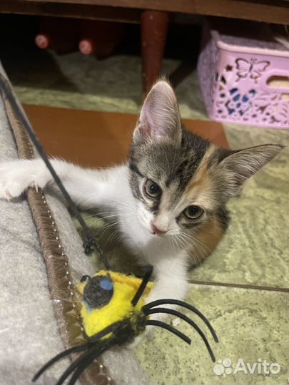 Отдаю котят