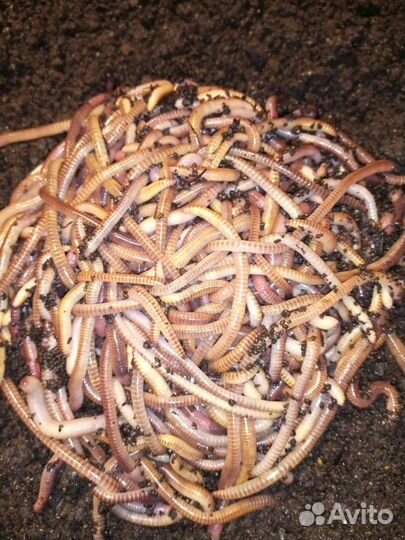 Червь для рыбалки - Дендробена