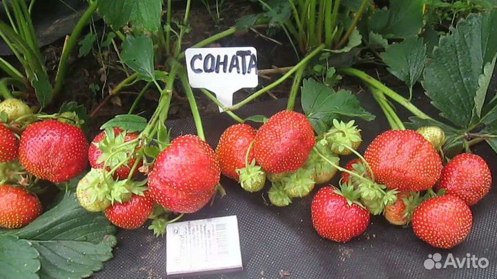 Рассада ремонтантной клубники