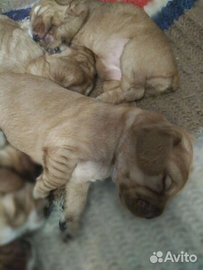 Кокер спаниель щенки