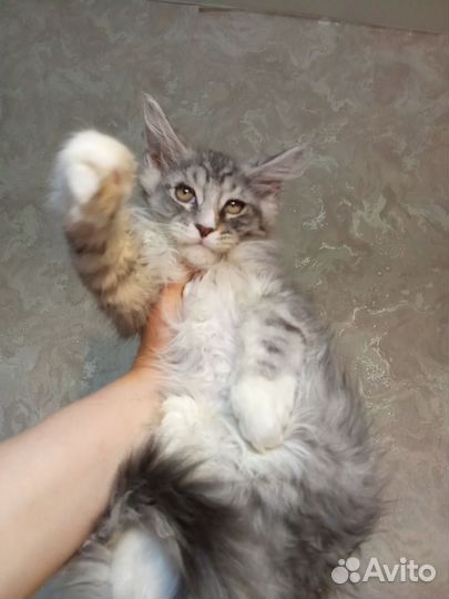 Котята мейн-кун