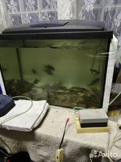 Живец. Плотвичка. Шустрая