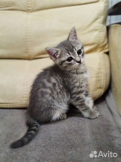 Котенок в добрые руки