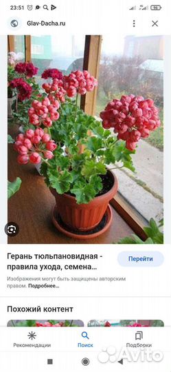 Пеларгония герань